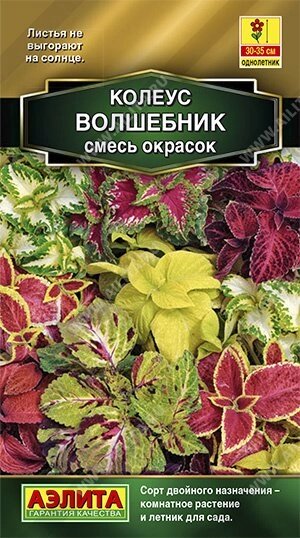 Колеус блюме Волшебник, смесь окрасок 5 шт от компании Садовник - все для сада и огорода - фото 1