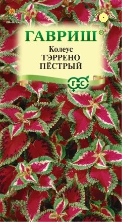 Колеус Тэррено пестрый, 4шт, Гавриш от компании Садовник - все для сада и огорода. Семена почтой по всей РБ - фото 1