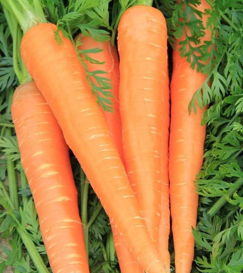 Морковь Роте Ризен 2 г (Г) от компании Садовник - все для сада и огорода - фото 1