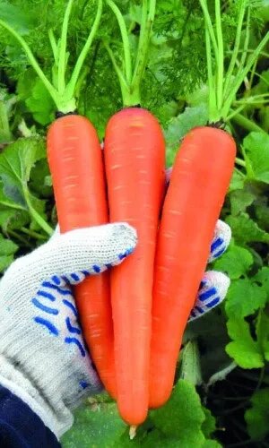 Морковь Сладкоежка супер F1 2гр (УД) от компании Садовник - все для сада и огорода - фото 1