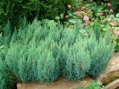 Можжевельник горизонтальный Блю форест  "Blue Forest" Только Могилев от компании Садовник - все для сада и огорода - фото 1