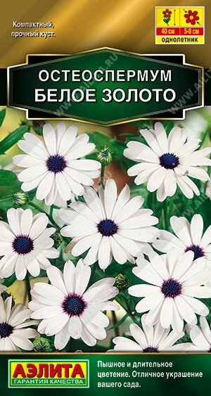 Остеоспермум Белое золото 10шт аэлита. от компании Садовник - все для сада и огорода. Семена почтой по всей РБ - фото 1