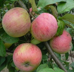 Яблоня осенняя: "Саженцы яблони «Штрейфлинг»"