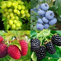 Кустарники и другие плодово-ягодные культуры