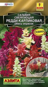 Сальвия Редди карликовая, смесь окрасок 7 шт