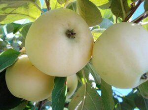 Яблоня летняя: "Саженцы яблони «Белый налив (Папировка)»"