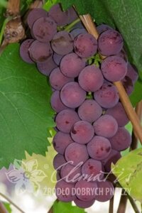 Виноград: "Саженцы винограда «Русский Конкорд»"