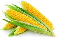 Семена кукурузы, подсолнечника