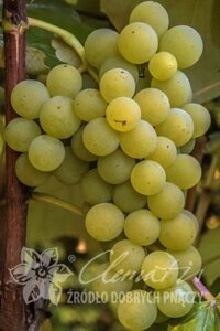 Виноград: "Саженцы винограда «Иза Залевская»"
