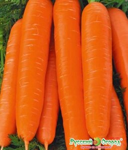 Морковь Рогнеда 2г.
