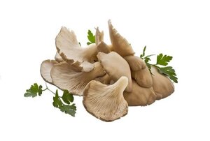 Семена Мицелий грибов