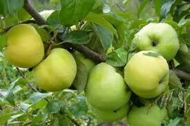 Яблоня осенняя: "Саженцы яблони «Антоновка»"