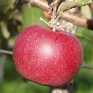 Яблоня летняя: "Саженцы яблони «Дискавери»"