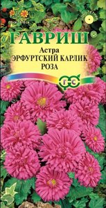 Астра Эрф. карлик Роза 0,3 г (Г)