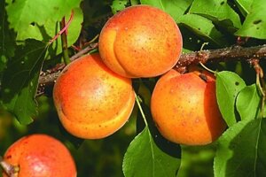Абрикосы: "Саженцы абрикоса «»Спадчына»"