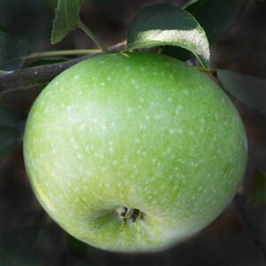 Яблоня зимняя: "Саженцы яблони «Каштеля»"