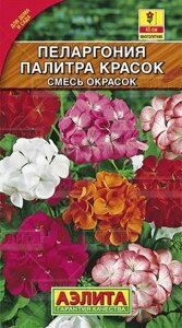 Пеларгония Палитра красок, смесь окрасок 4 шт