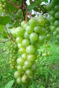 Виноград: "Саженцы винограда «Таежный изумруд»"