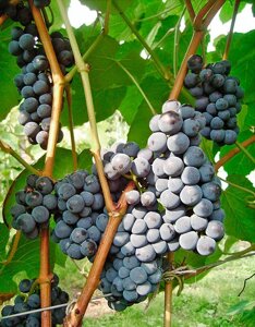 Виноград: "Саженцы винограда «Зилга»"