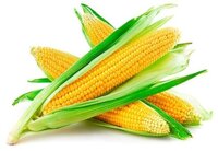 Семена кукурузы, подсолнечника