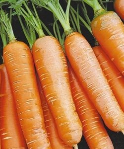 Морковь Форто 2г