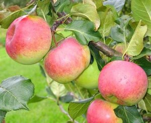 Яблоня осенняя: "Саженцы яблони «Ауксис»"