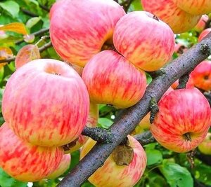 Яблоня осенняя: "Саженцы яблони «Коричное полосатое»"