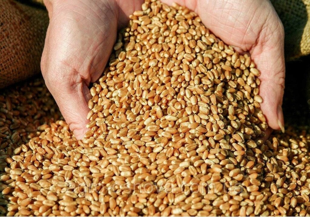 Пшеница, кг Только Могилев от компании Садовник - все для сада и огорода - фото 1