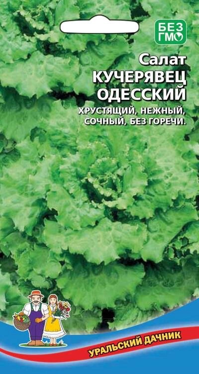 Салат КУЧЕРЯВЕЦ ОДЕССКИЙ (УД) от компании Садовник - все для сада и огорода. Семена почтой по всей РБ - фото 1