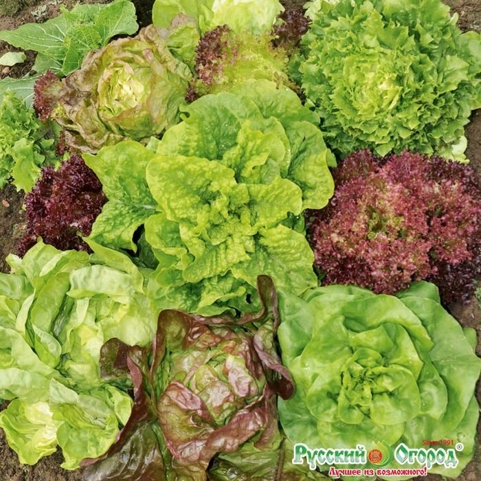 Салат листовой Всесезонный смесь от компании Садовник - все для сада и огорода - фото 1