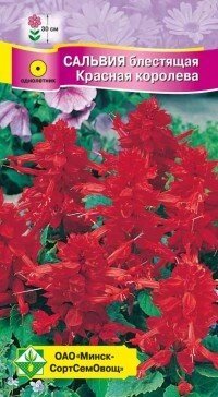 Сальвия блестящая Красная королева 0.15г от компании Садовник - все для сада и огорода - фото 1
