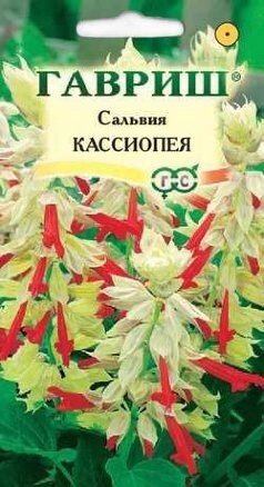 Сальвия Кассиопея 5 шт (Г) ! НОВИНКА ! от компании Садовник - все для сада и огорода - фото 1