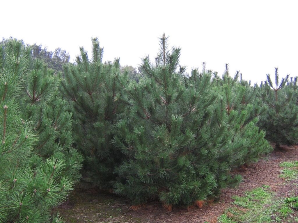 Сосна черная Пинус нигра "Pinus nigra" Только Могилев от компании Садовник - все для сада и огорода - фото 1