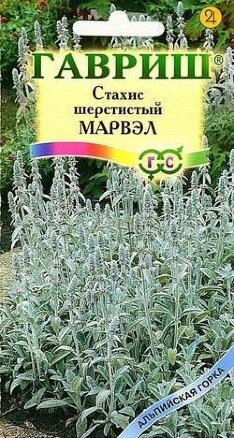 Стахис Марвэл 0,05 гр  (Г) ! НОВИНКА! от компании Садовник - все для сада и огорода. Семена почтой по всей РБ - фото 1