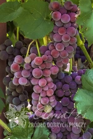 Виноград: "Саженцы винограда «Свенсон Ред»" от компании Садовник - все для сада и огорода - фото 1