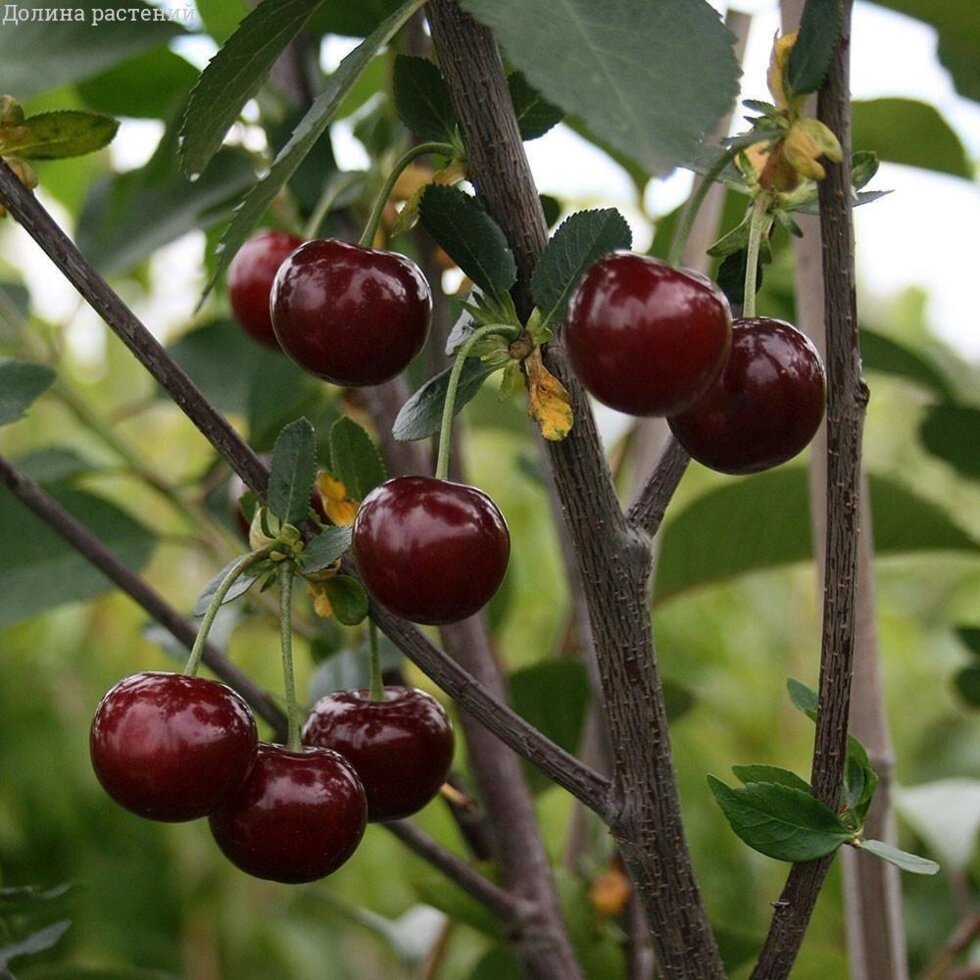 Вишня: "Саженцы вишни «Ровесница»" от компании Садовник - все для сада и огорода - фото 1