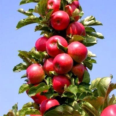 Яблоня колоновидная: "Саженцы яблони «Останкино»" от компании Садовник - все для сада и огорода - фото 1