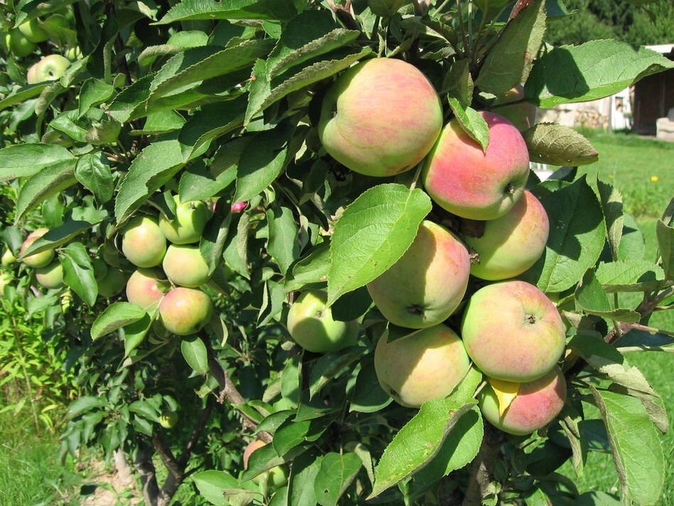 Яблоня колоновидная: "Саженцы яблони «Президент»" от компании Садовник - все для сада и огорода - фото 1