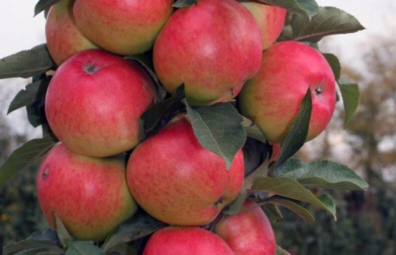 Яблоня колоновидная: "Саженцы яблони «Валюта»" от компании Садовник - все для сада и огорода - фото 1