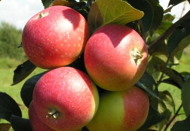 Яблоня летняя: "Саженцы яблони «Елена»" от компании Садовник - все для сада и огорода - фото 1