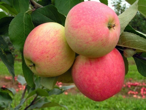 Яблоня летняя: "Саженцы яблони «Мечта»" от компании Садовник - все для сада и огорода - фото 1