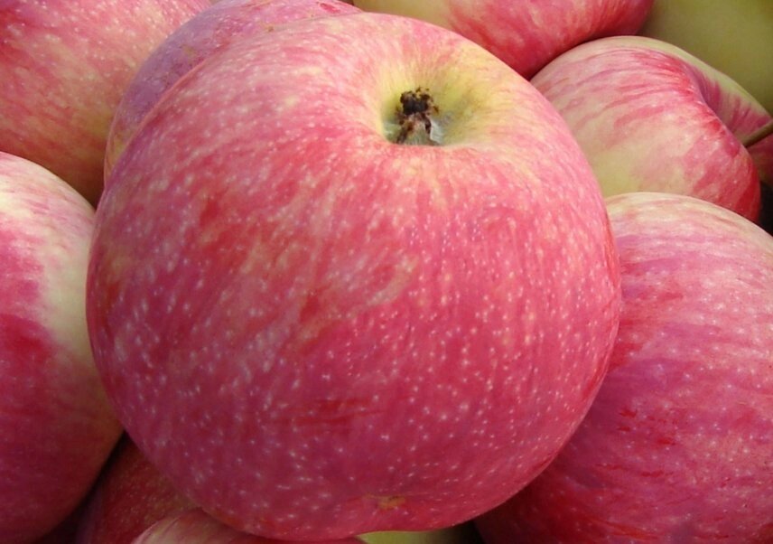 Яблоня летняя: "Саженцы яблони «Мелба»" от компании Садовник - все для сада и огорода - фото 1