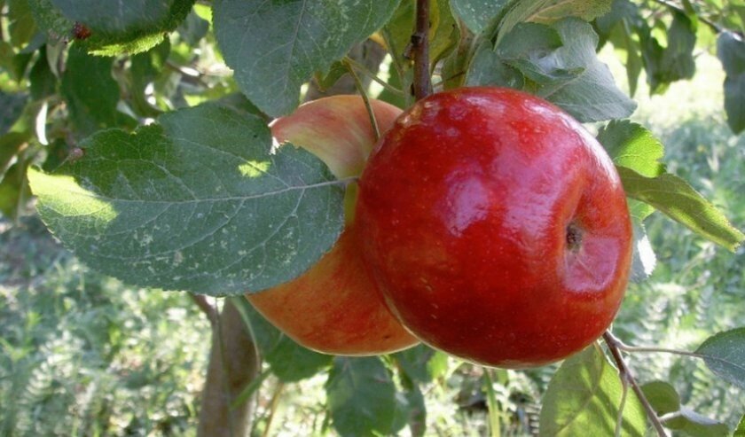 Яблоня летняя: "Саженцы яблони «Ред фри»" от компании Садовник - все для сада и огорода - фото 1