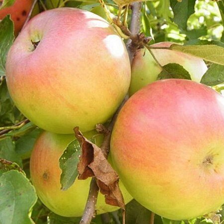 Яблоня осенняя: "Саженцы яблони «Имрус»" от компании Садовник - все для сада и огорода - фото 1