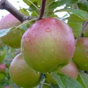 Яблоня осенняя: "Саженцы яблони «Лучезарное»" от компании Садовник - все для сада и огорода - фото 1