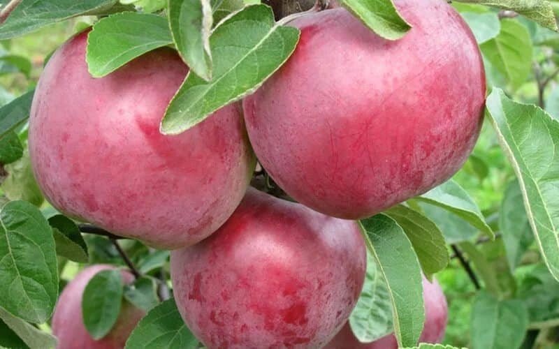 Яблоня позднезимняя: "Саженцы яблони «Алеся»" от компании Садовник - все для сада и огорода - фото 1