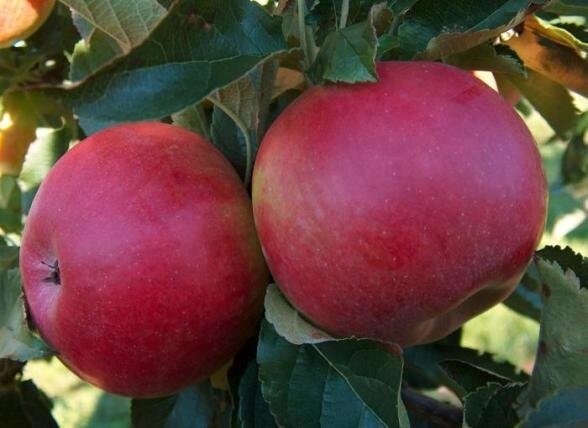 Яблоня позднезимняя: "Саженцы яблони «Айдаред»" от компании Садовник - все для сада и огорода - фото 1