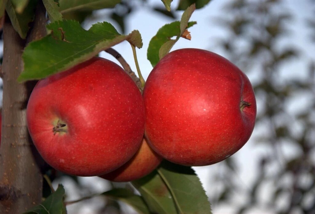 Яблоня позднезимняя: "Саженцы яблони «Богемия»" от компании Садовник - все для сада и огорода - фото 1