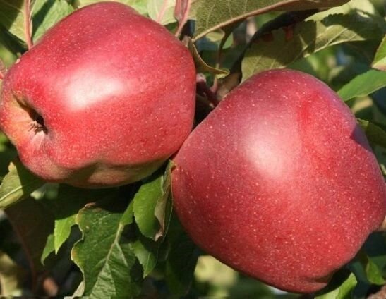 Яблоня позднезимняя: "Саженцы яблони «Глостер»" от компании Садовник - все для сада и огорода - фото 1