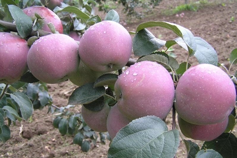 Яблоня позднезимняя: "Саженцы яблони «Имант»" от компании Садовник - все для сада и огорода - фото 1